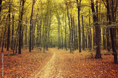 autumn trees