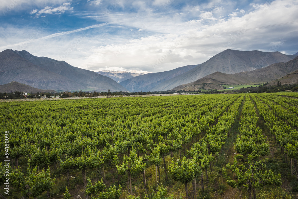 Spring Vineyard, Elqui Valley, Andes, Chile Spring Vineyard, Elqui Valley, Andes, Chile