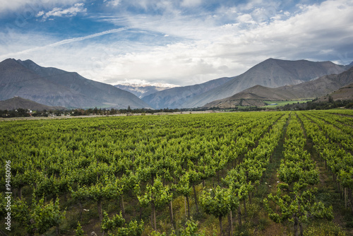 Spring Vineyard  Elqui Valley  Andes  Chile