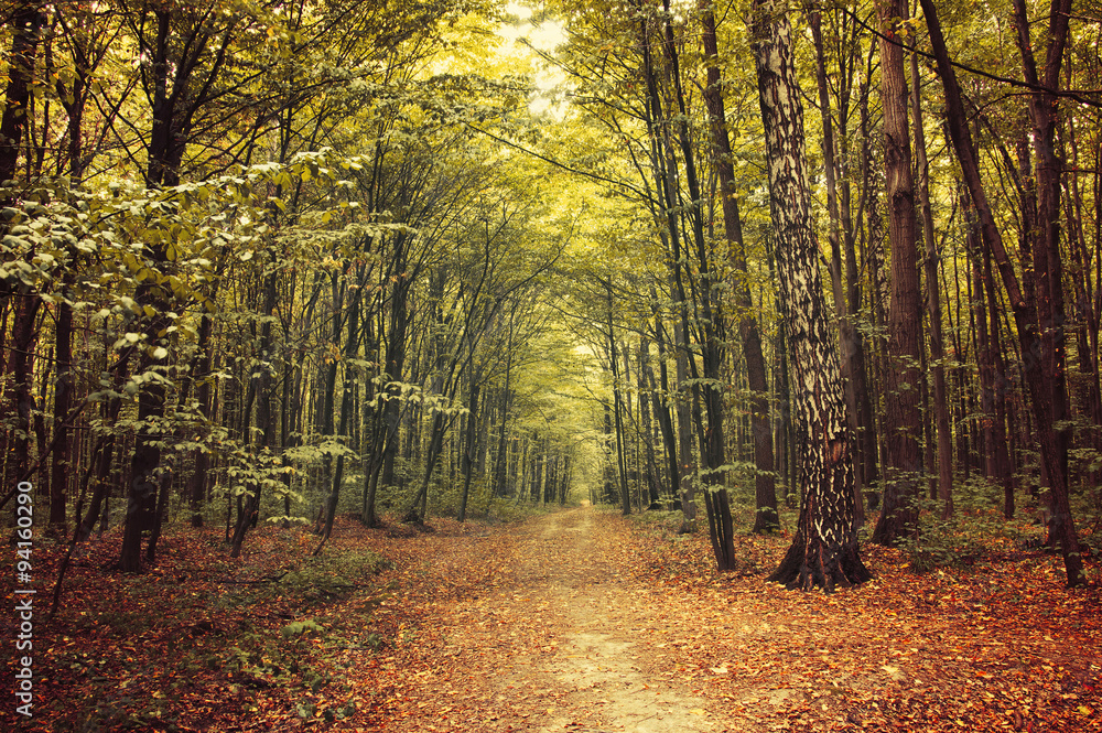 Obraz premium autumn trees