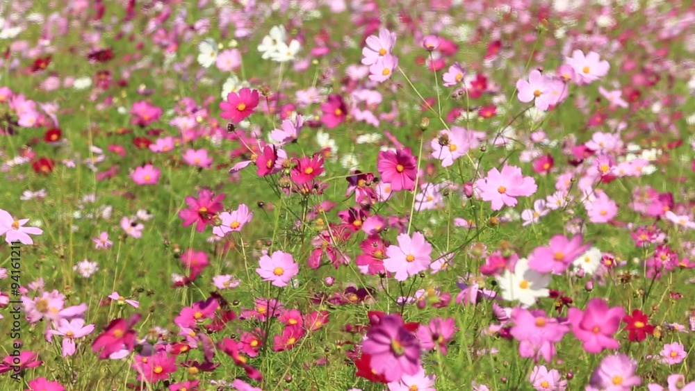 ピンクのコスモス(秋桜) フィックス ピンクのコスモス(秋桜) フィックス