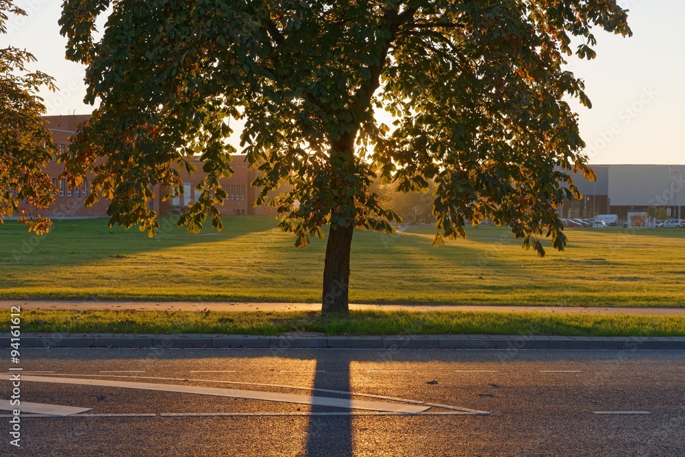 Backlit autumn tree