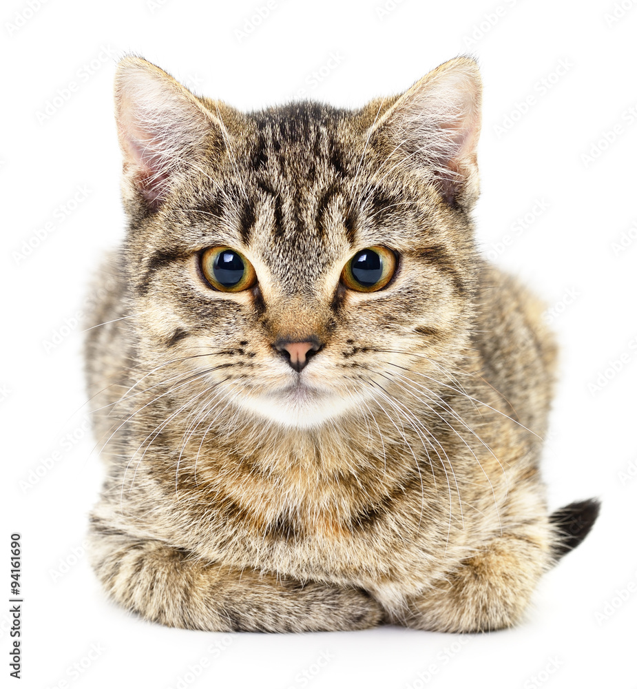 Obraz premium Kitten on a white background