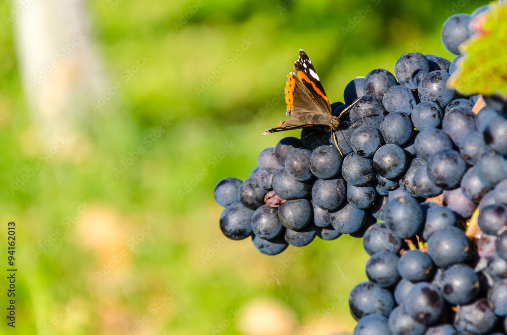 Schmetterling auf blauen Weintrauben Stock-Foto | Adobe Stock Schmetterling auf blauen Weintrauben Stock-Foto | Adobe Stock