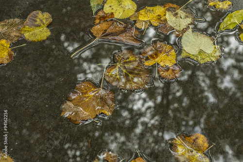 leaves in a puddle