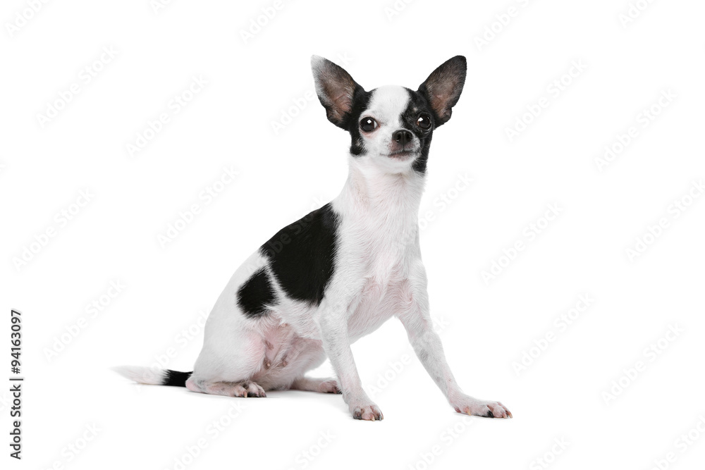 Black and White Chihuahua dog