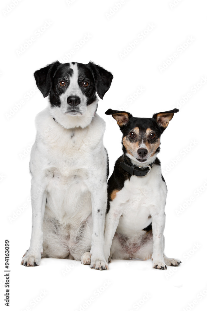 Mixed breed dog Mixed breed dog