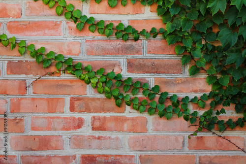 background of ivy-covered brick wall