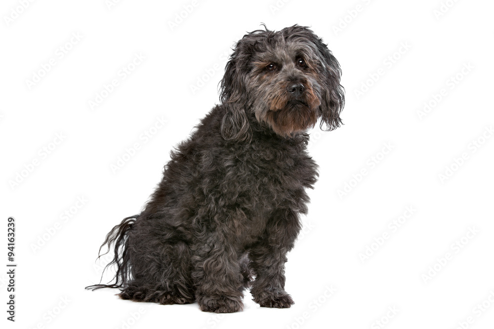 Mixed breed dog Mixed breed dog