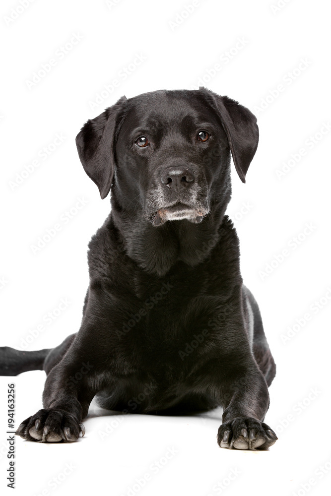 Eleven years old black Labrador