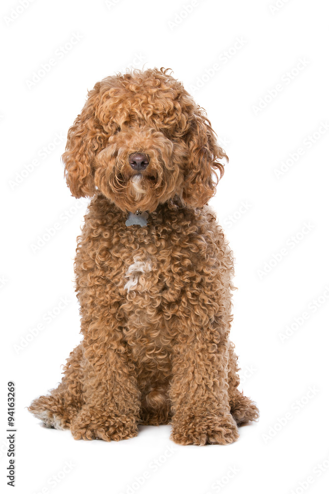 brown Labradoodle brown Labradoodle