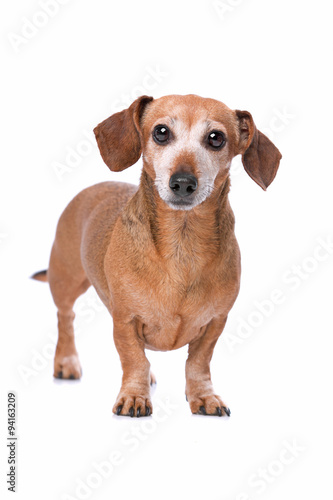 Canvas Print dachshund looking at camera