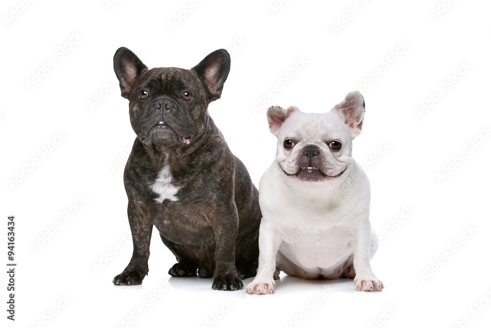 two French bulldogs