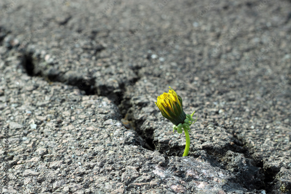 Fototapeta premium Löwenzahn