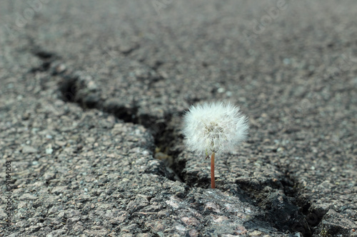 Fototapeta Naklejka Na Ścianę i Meble -  Pusteblume