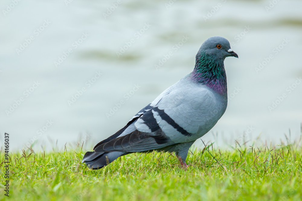 Pigeon bird walking on the grass with water on the background. Pigeon bird walking on the grass with water on the background.