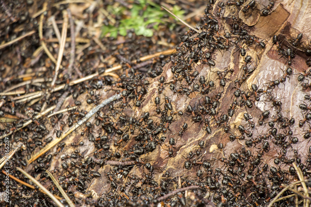 Ants colony Ants colony