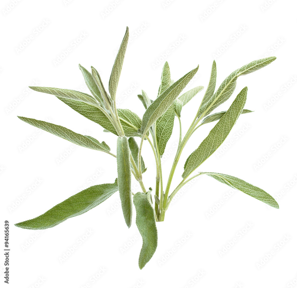 Sage branch isolated on white Sage branch isolated on white