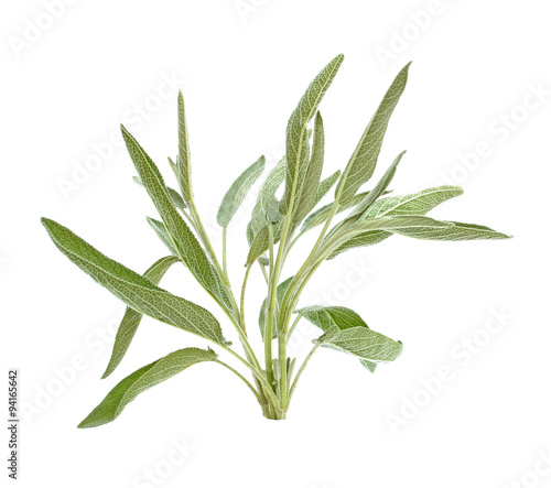 Sage branch isolated on white