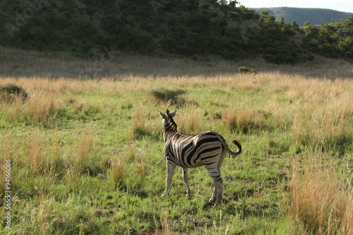 Zebra in Africa 