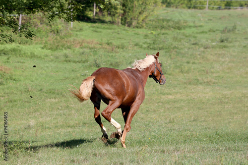 Beautiful young chestnut colored stallion galloping on pasture s