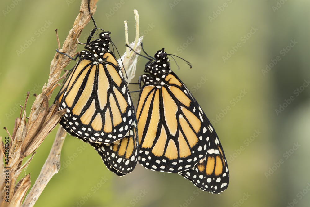 Fototapeta premium Pair of Monarch butterflies