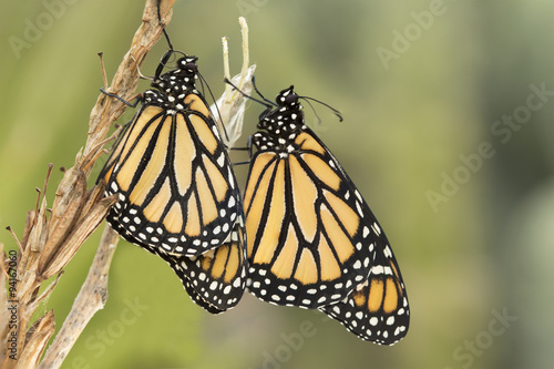 Pair of Monarch butterflies © Chris Johnson