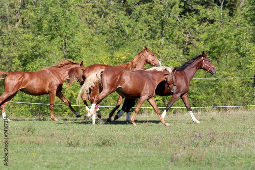 Four beautiful young stallions galloping on pasture summertime