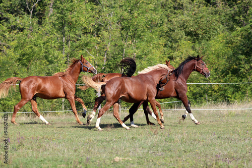 Four beautiful young stallions galloping on pasture summertime © acceptfoto