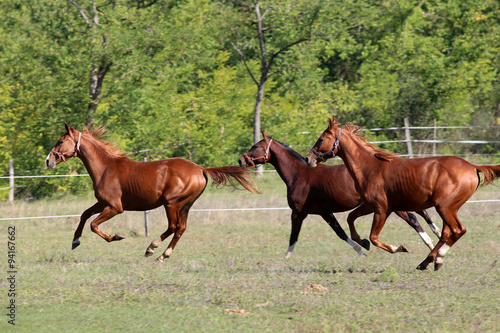 Beautiful young stallions galloping on pasture summertime