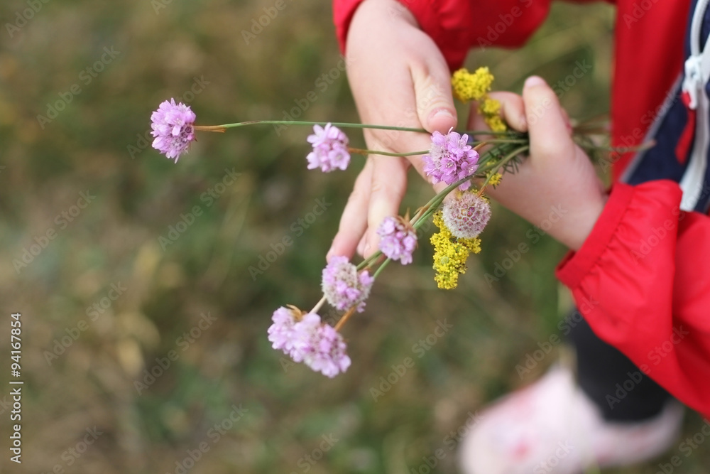 Fototapeta a bunch of field flowers is in child's hands