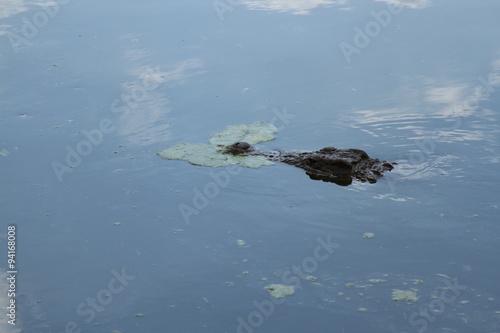 Crocodile in water Africa 