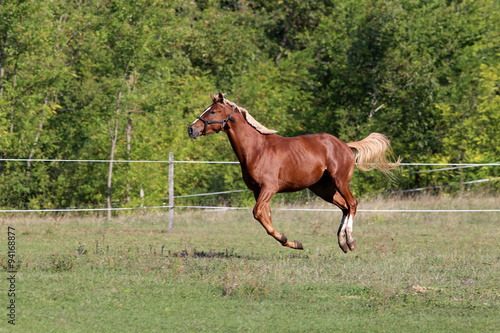 Purebred stallion flying on meadow in a sunny day