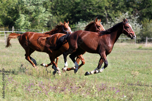 Purebred horses runs on meadow in a sunny day