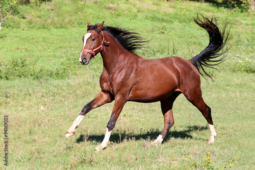 Purebred  stallion galloping on pasture summertime