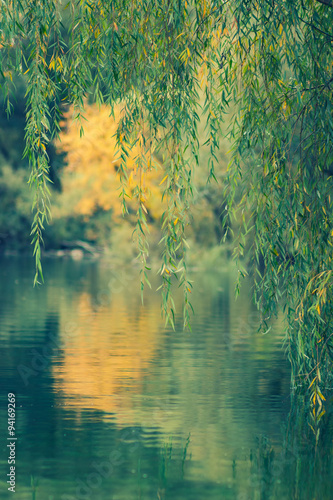Willow tree branches reflecting in water Fototapeta