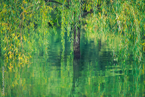 Willow tree in the water with reflection photo