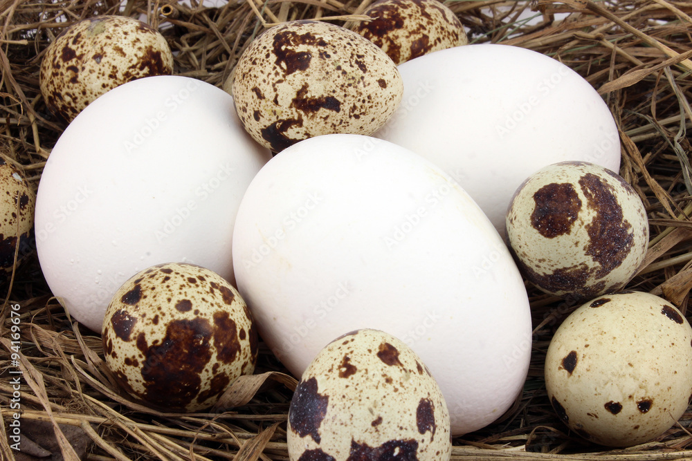 Obraz premium Background quail and chicken eggs