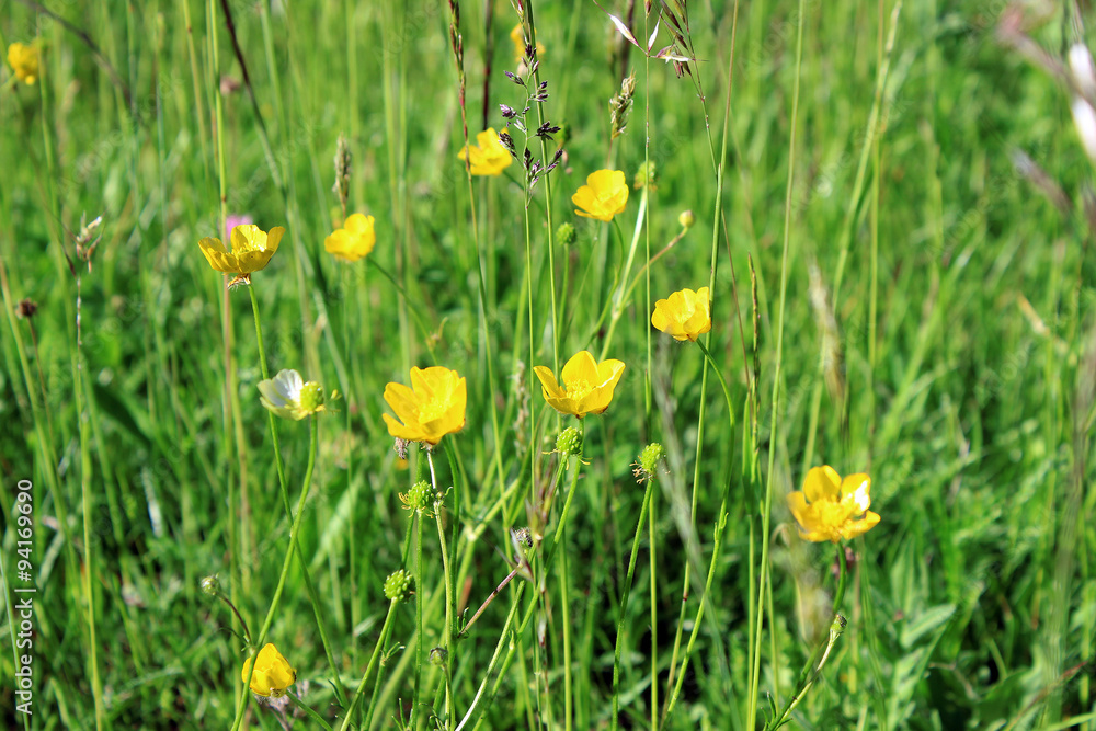 Yellow flowers buttercup
