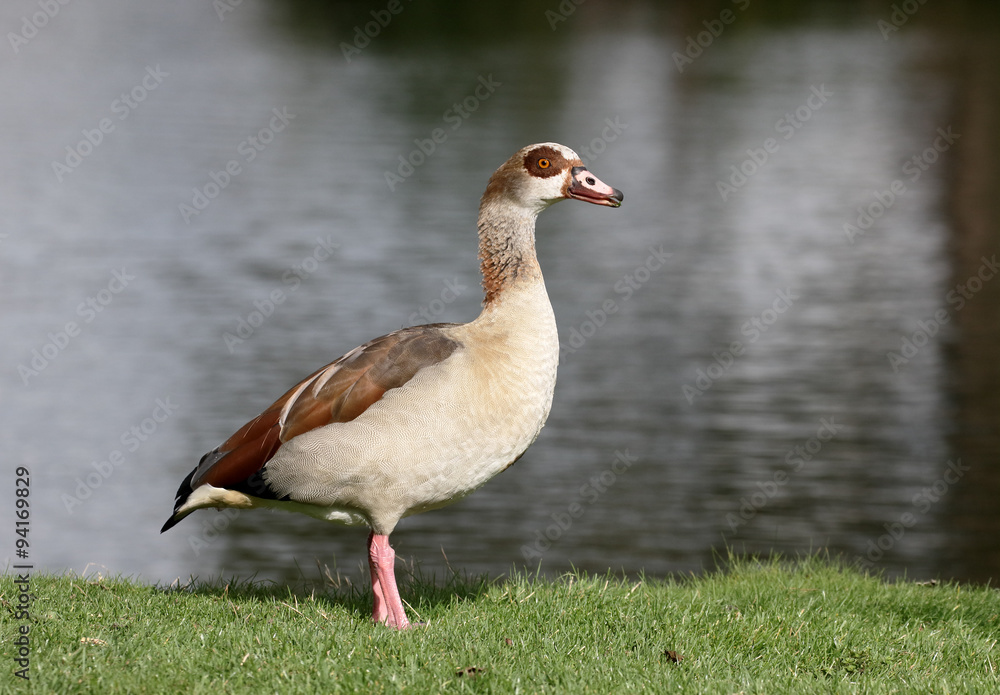 Egyptian goose, Alopochen aegyptiac Egyptian goose, Alopochen aegyptiac