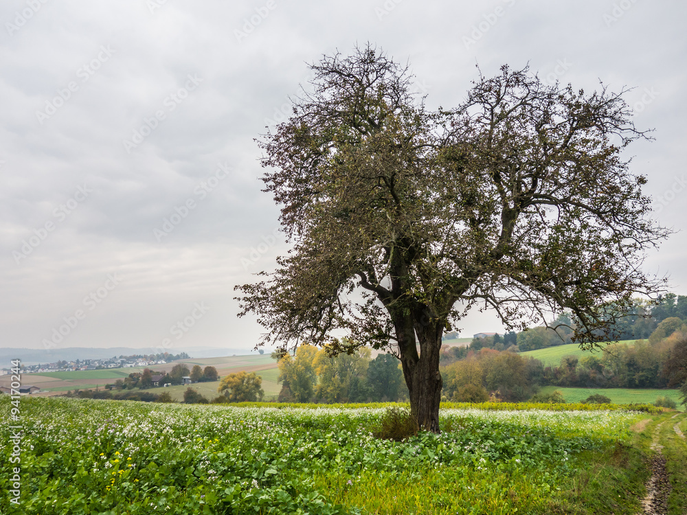 Obraz premium Obstbäume