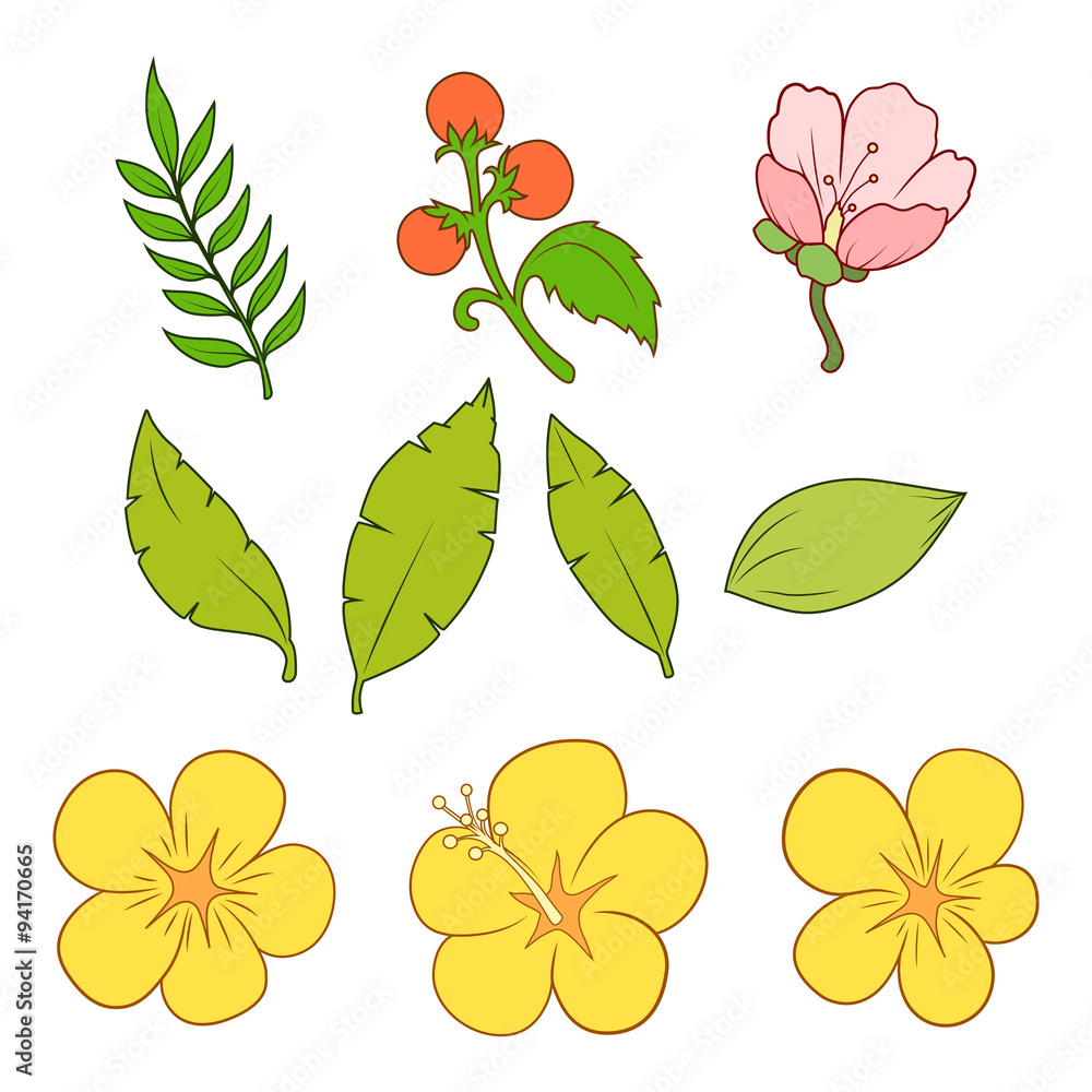 Floral elements vector illustration