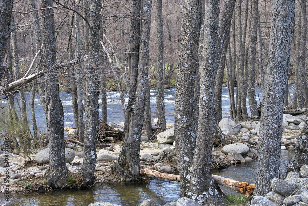 Trees in the river