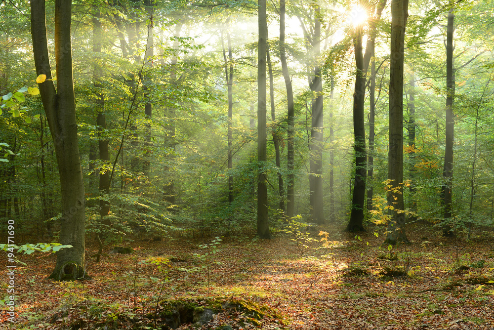 Obraz premium Morning in the forest