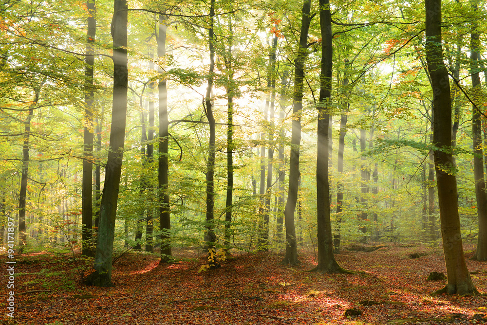 Morning in the forest