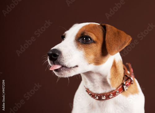 Dog shows tongue