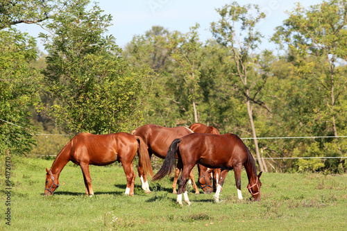 Group of young stallion grazing on summer pasture rural scene