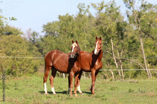 Two curious youngster horse standing on pasture