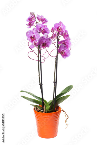 pink orchids phalaenopsis in flowerpot and decoration