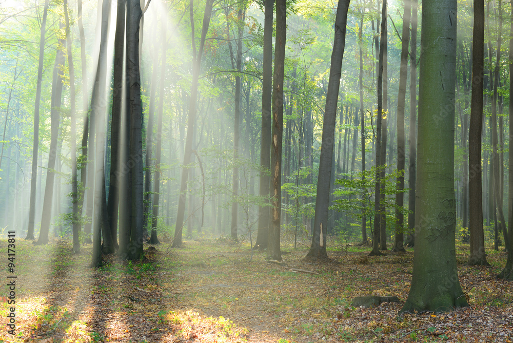 Morning in the forest Morning in the forest